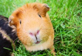 Guinea Pig Sound Effects