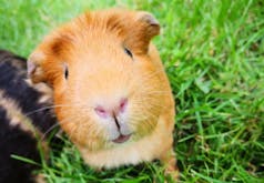 Guinea Pig soundboard