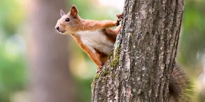 Squirrel Sounds soundboard