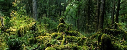Rainforest
