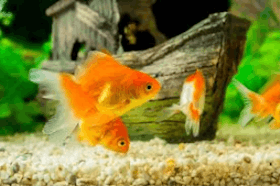 Fish Sound Effects