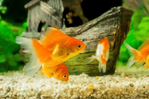 Fish SFX